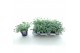 Sedum sieboldii + etiket 