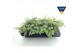 Sedum sieboldii + etiket 
