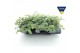 Sedum sieboldii + etiket 