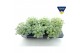 Sedum sieboldii mediovariegatum 