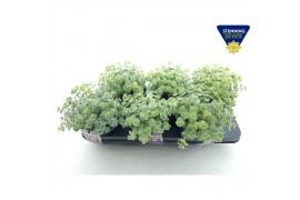 Sedum sieboldii mediovariegatum