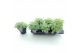Sedum sieboldii mediovariegatum 
