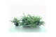 Sedum sieboldii mediovariegatum 