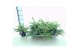 Sedum sieboldii mediovariegatum 