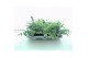 Sedum sieboldii mediovariegatum 