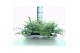Sedum sieboldii mediovariegatum 
