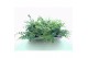 Sedum sieboldii mediovariegatum 