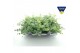 Sedum sieboldii mediovariegatum 