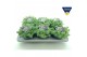 Sedum sieboldii mediovariegatum 