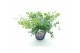 Sedum sieboldii mediovariegatum 