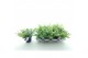 Sedum sieboldii mediovariegatum 