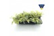 Sedum sieboldii mediovariegatum 