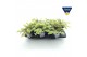 Sedum sieboldii mediovariegatum 