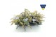 Sedum sieboldii mediovariegatum 