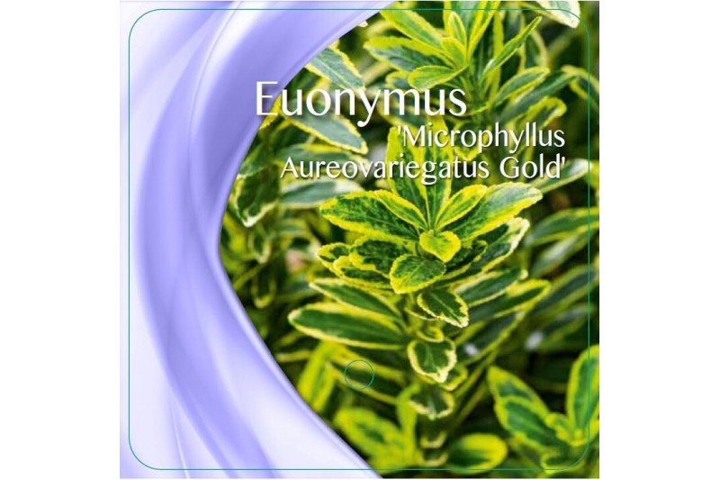 Euonymus jap. microphyllus aureovariegatus 