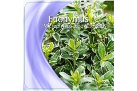 Euonymus jap. microphyllus albovariegatus