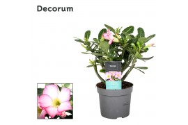 Adenium obesum pinkstar Decorum