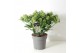 Skimmia japonica white globe 15+ bloem 