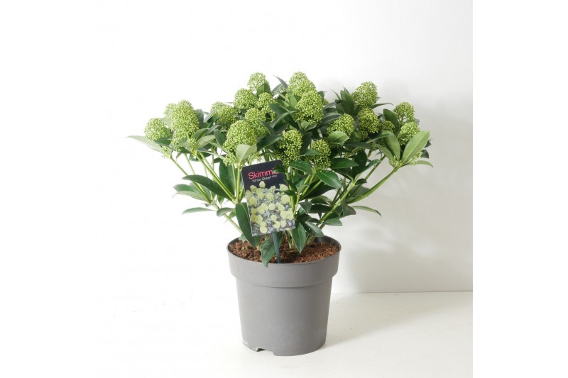 Skimmia japonica white globe 15+ bloem Skimmia japonica white globe 15+ bloem
