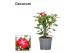 Adenium obesum rood Decorum 