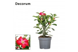 Adenium obesum rood Decorum