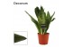 Sansevieria trifasciata super green decorum 