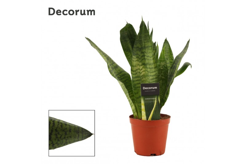 Sansevieria trifasciata super green decorum 