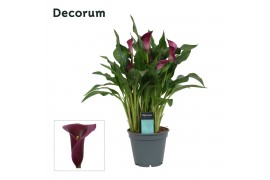 Zantedeschia paco decorum paars