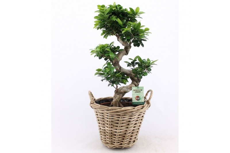 Ficus microcarpa ginseng s-type in mand Ficus microcarpa ginseng s-type in mand