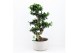 Ficus microcarpa ginseng s-type in smooth concrete 