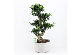 Ficus microcarpa ginseng s-type in smooth concrete