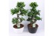 Ficus microcarpa ginseng s-type in zwart & wit keramiek met bark - mix 