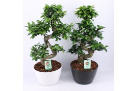 Ficus microcarpa ginseng s-type in zwart & wit keramiek met bark - mix