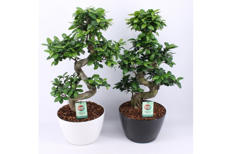 Ficus microcarpa ginseng s-type in zwart & wit keramiek met bark - mix Ficus microcarpa ginseng s-type in zwart & wit keramiek met bark - mix
