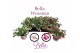 Fuchsia bella mix hang 