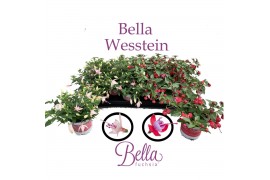Fuchsia bella mix hang