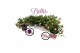 Fuchsia bella mix hang 