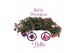 Fuchsia bella mix hang 
