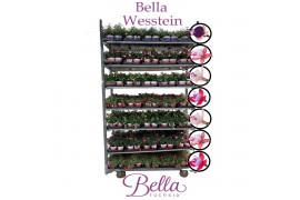 Fuchsia bella mixkar hang