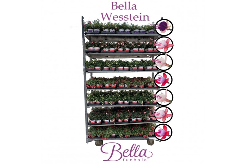 Fuchsia bella mixkar hang 