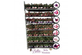 Fuchsia bella mixkar hang/staand mix, kleur per laag