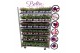 Fuchsia bella mixkar hang/staand mix, kleur per laag 