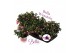 Fuchsia bella mariska staand 