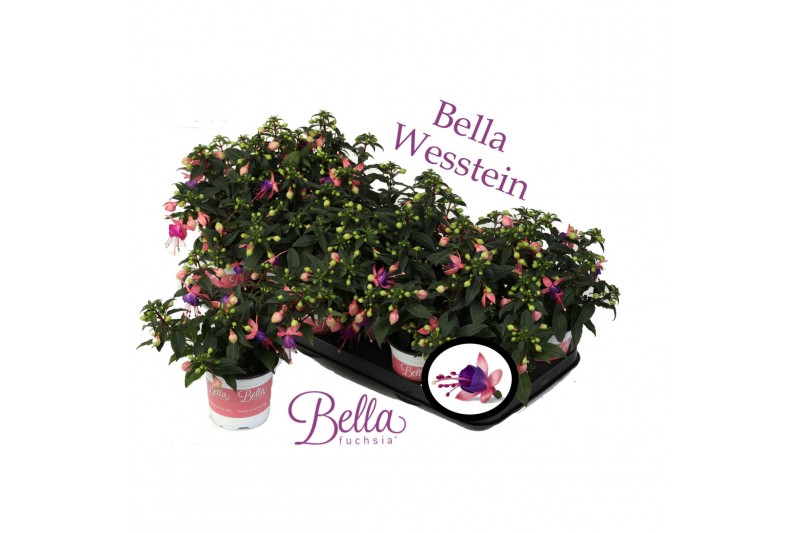 Fuchsia bella mariska staand 
