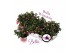 Fuchsia bella mariska staand 