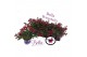 Fuchsia bella sacha staand 