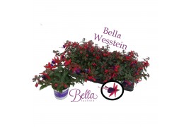 Fuchsia bella sacha staand
