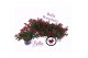 Fuchsia bella sacha staand 