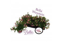 Fuchsia bella fuchsia sophia Bella fuchsia sophia ( Hang )