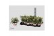 Fuchsia bella fuchsia sophia Bella fuchsia sophia ( Hang ) 